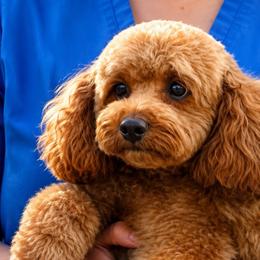 Maggie - Poodle