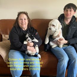 Rocco - Black and white male Havanese puppy in Hudson, New York from Havanese of Claverack and Hudson Valley Labradors