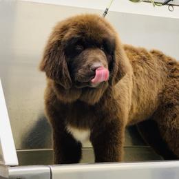 Newfoundland Puppies from Dyer Lake Newfoundland’s