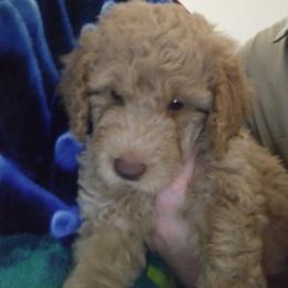 Labradoodle Puppies from Hills labradoodles