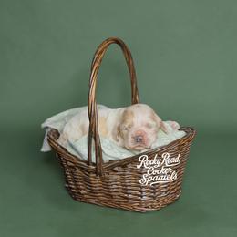 Biscuit - Buff and white male Cocker Spaniel puppy in Nashville, Arkansas from Rocky Road Puppies