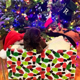 Nixx - Brown Collar - Brown male Boykin Spaniel puppy in Hurtsboro, Alabama from PARK’s Family Farm
