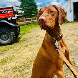 Rusty - Golden rust male Vizsla puppy in Windsor, Maine from Pleasant Ridge