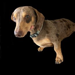 Doug - Dachshund