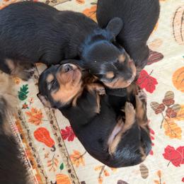 Coraline - Black and tan female Dachshund puppy in Rialto, California from DashiesDachLLC