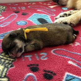 Ruby - Orange sable female Pomeranian puppy in Ocala, Florida from Roxy's Pomeranian Puppies