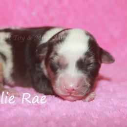 Allie Rae - Blue merle female Toy Australian Shepherd puppy in Godley, Texas from Flying H Toy and Mini Aussies