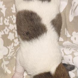Jack - Brindle male Companion Cross puppy in Garvin, Oklahoma from Hochatown Awesome Aussies