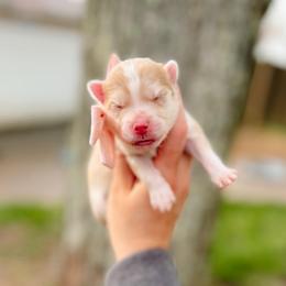Senna - Lavender female Pomsky puppy in Cleveland, Ohio from Lake Point Pomskies
