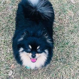 Tinkerbelle - Pomeranian