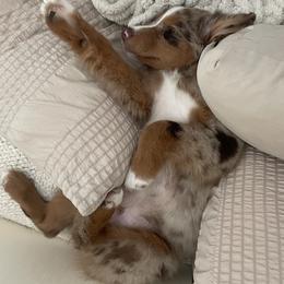 Australian Shepherd All Grown Up from Flowertown Aussies