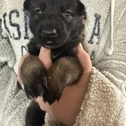 Red - Fawn sable male Belgian Malinois puppy in Boise, Idaho from Wings of Freedom Retrievers and Malinois