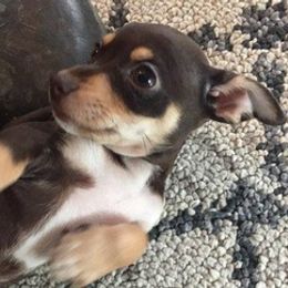 Chihuahuas from Jessica Scott's Chihuahuas