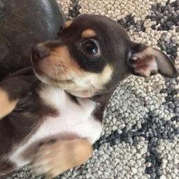 Chihuahuas from Jessica Scott's Chihuahuas