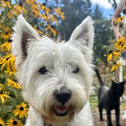 Blue - West Highland White Terrier