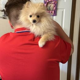 Girl 1 - Cream parti female Pomeranian puppy in Lookout, West Virginia from Ashley Miller's Pomeranians