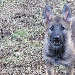 German Shepherds from BlackIce Siberians & German Shepherds