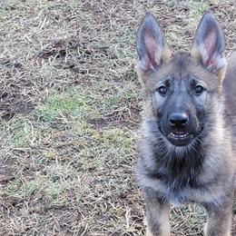 German Shepherds from BlackIce Siberians & German Shepherds