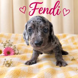 Fendi - Dapple female Dachshund puppy in Hockley, Texas from Shans Down Home Doxies