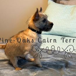 Cairn Terriers from Pine-Oaks Cairn Terriers, LLC