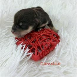 Camellia - Liver female Miniature Schnauzer puppy in Sylvania, Georgia from Southern Sky Miniature Schnauzers
