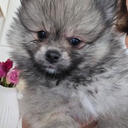 Beverly - Wolf sable female Pomeranian puppy in El Centro, California from BabyBooPoms