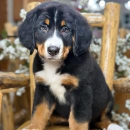 Diesel - green collar male - Tri-color male Bernese Mountain Dog puppy in Yuciapa, California from AlltheDoodlez_