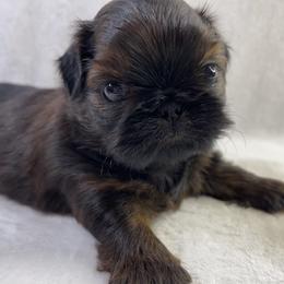 Shih Tzu Puppies from Little Miracles Shih Tzu