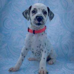 Rose - White and black female Dalmatian puppy in Whitwell, Tennessee from Rock a Dalmatian “RockADal”