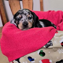 Orange - Dapple male Dachshund puppy in Salem, Oregon from Wonder Weenies
