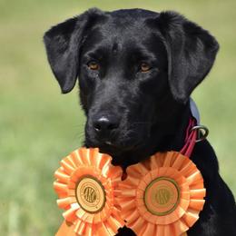 Ashe - Labrador Retriever