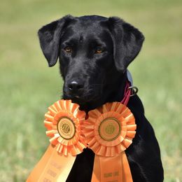 Ashe - Labrador Retriever