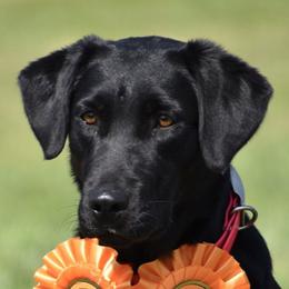 Ashe - Labrador Retriever