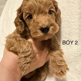 Bernedoodle, Goldendoodle, and Poodle Puppies from Beach Doodles