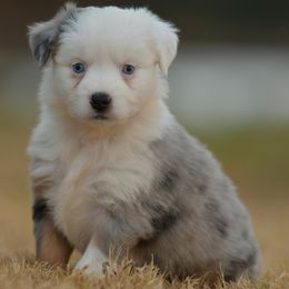 Grackle - Blue merle female Toy Australian Shepherd puppy in Hartman, Arkansas from Southern Edition Aussies