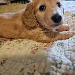 Trixie - Red female Dachshund puppy in Lebanon, Oregon from Willow Moons Dachshunds
