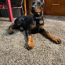 Doberman Pinscher Puppies from JM Dobermans
