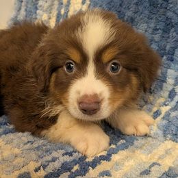 Jefferson - Red tri-color male Miniature American Shepherd puppy in Plant City, Florida from Osborne & Stormborn FL Kennels