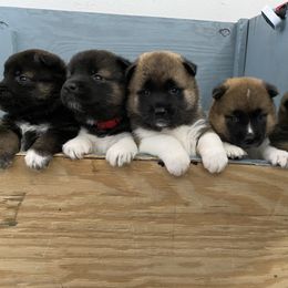 Akita Puppies from 239 Sunshine Akitas