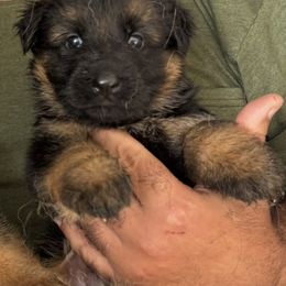 Boy 4 - Black and red male German Shepherd puppy in Miami, Florida from Vom Kirsys German Shepherds