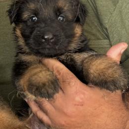 Boy 4 - Black and red male German Shepherd puppy in Miami, Florida from Vom Kirsys German Shepherds
