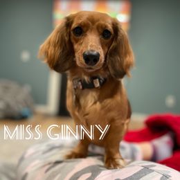 Ginny - Dachshund