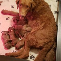 Chesapeake Bay Retriever Puppies from North Flow Chesapeakes