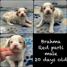 Brahma - Parti male Poodle puppy in Wheatland, California from Sapphire Ridge Poodles