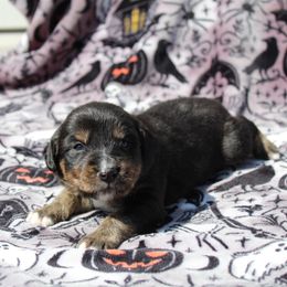 Donkey Kong - Sporty Mix puppy in Menasha, Wisconsin from Kreger's K9s