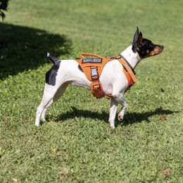 Rat Terrier Puppies from Haiku Rat Terriers