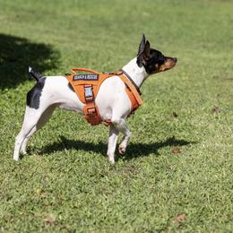 Rat Terrier Puppies from Haiku Rat Terriers