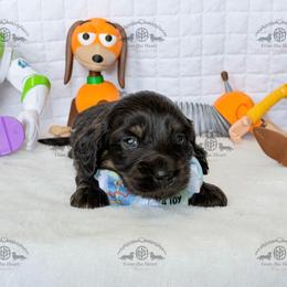Mr. Orange-2400 - Black and cream male Dachshund puppy in Ocala/Gainesville, Florida from From the Heart Doxies