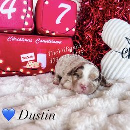Dustin - Red merle male Aussiedoodle puppy in Sulphur Bluff, Texas from V6 Ranch Dogs