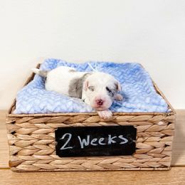 Assorted Doodle Crosses, Goldendoodle, and Sheepadoodle Puppies from Novadoodles801